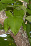 Southern catalpa